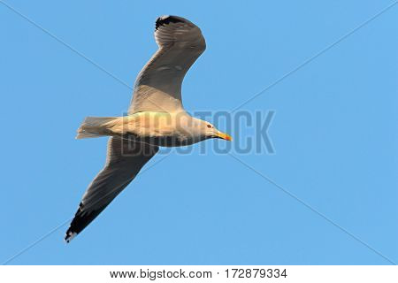 close up of caspian gull in flight over blue sky ( Larus cachinnans )