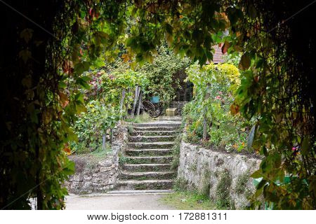 Oldest vineyard on Montmartre hill in Paris France.