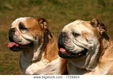 Due Bulldogs