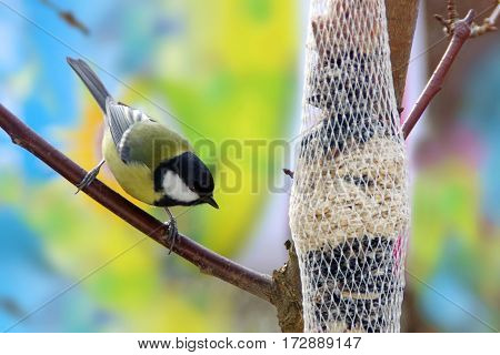 a wild tit on a branch winter food