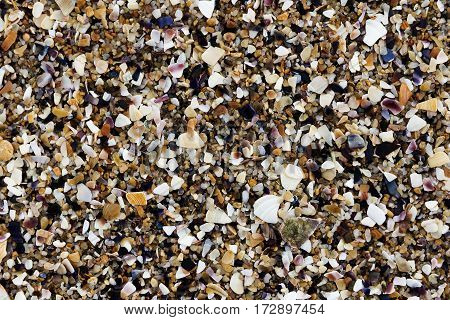 Empty seashells on the Black Sea coast