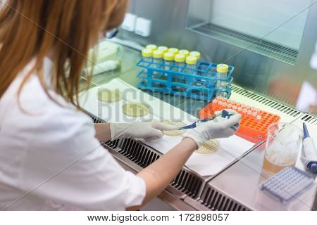 Female scientist researching in laboratory, pipetting cell culture medium samples in laminar flow. Life science professional grafting bacteria in the pettri dishes.