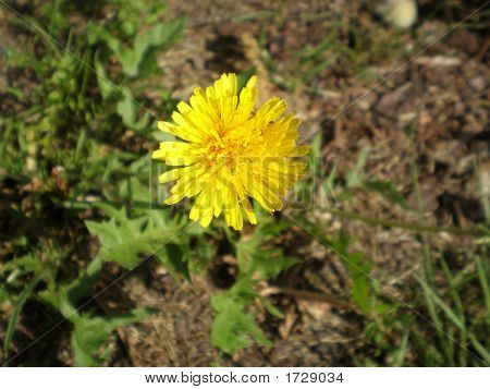 fleur solitaire jaune
