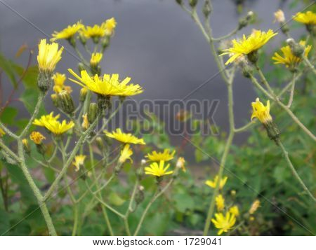 fleur d'été