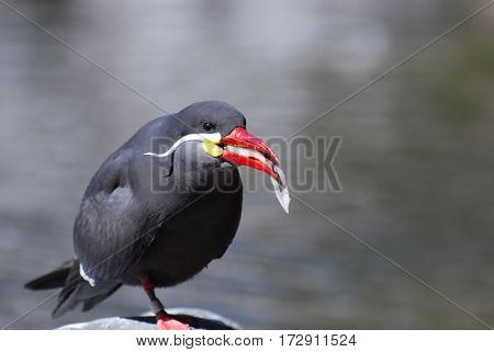 An Inca tern dining on a small fish.