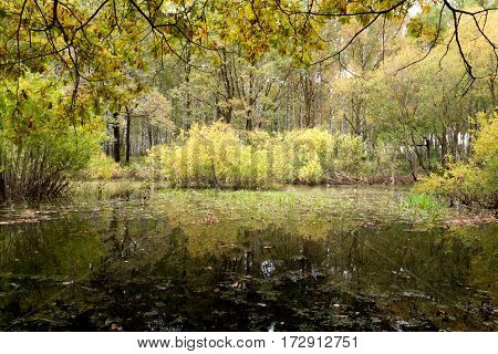 swamp on a sunny day in May.