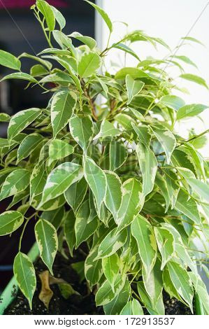 Ficus flower in green pot on a window sill