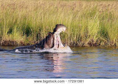 Boos Hippo