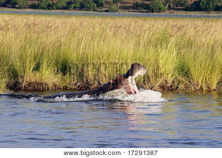 Boos Hippo