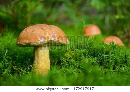 Forest mushrooms in the bright green moss