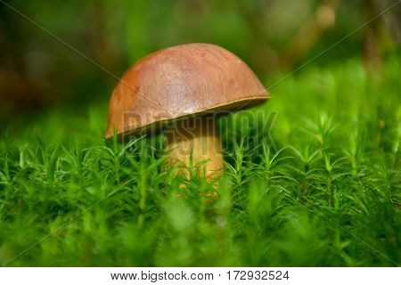 Forest mushroom growing in the bright green moss in the forest