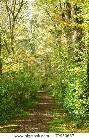 Verneuil sur Seine; France - october 30 2016 : the forest in the west of the city