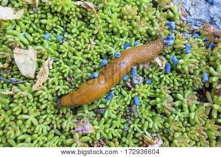 snail with slug pellets