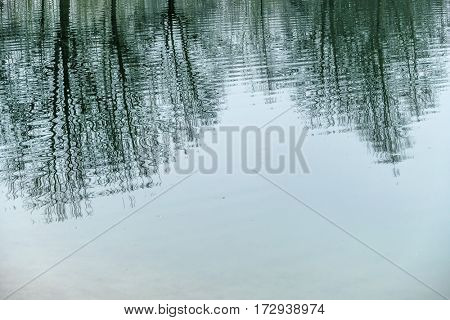 trees reflected in the water