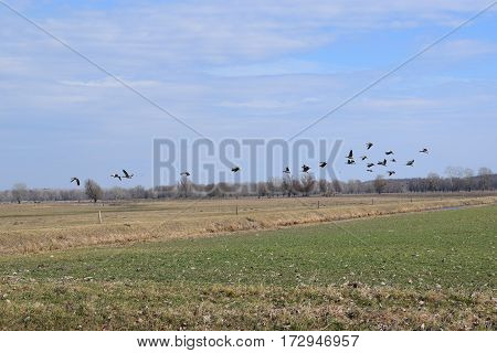 Flight of wild ducks to the south