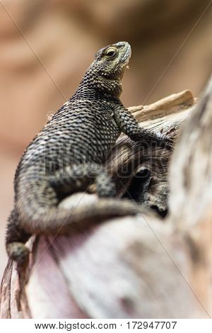 Blue spiny lizard (Sceloporus serrifer cyanogenys). Reptile in family Phrynosomatidae aka fence lizard native to Mexico and southern USA