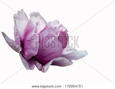 gentle pink peony flower isolated on white background