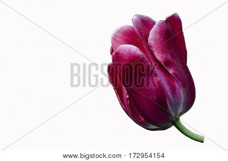 purple pink tulip isolated on white background