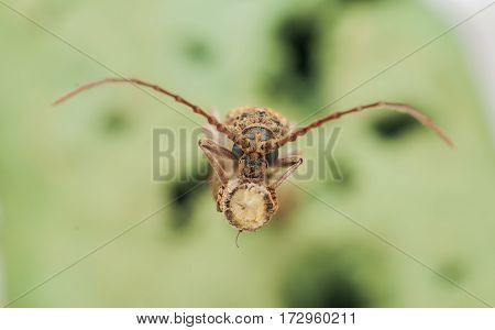 Longhorn beetle solitary break in the wooden handle- close up