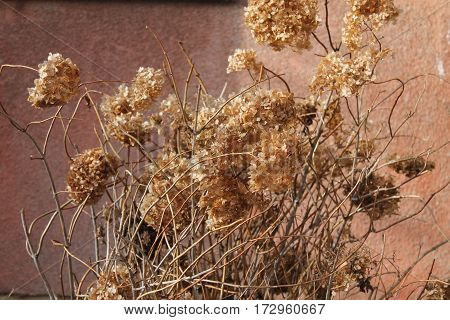 orange, dry flowers of garden hydrangea behind the pink wall