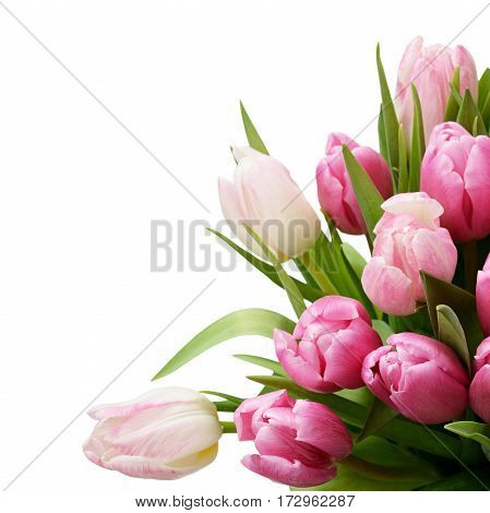 Pink tulip flowers bouquet isolated on white