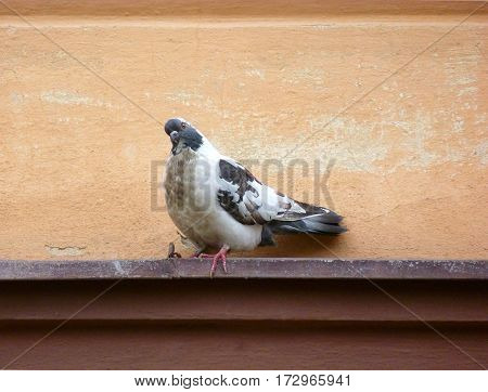 Photo of a black and white pigeon sitting on a ledge
