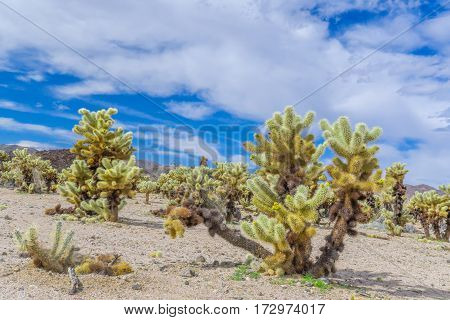 Cholla Cactus Garden
