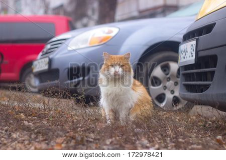 Dogs chasing sitting cat in the yard near cars