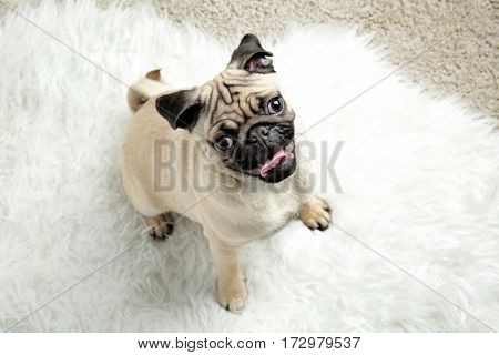 Pug dog playing on white fluffy carpet