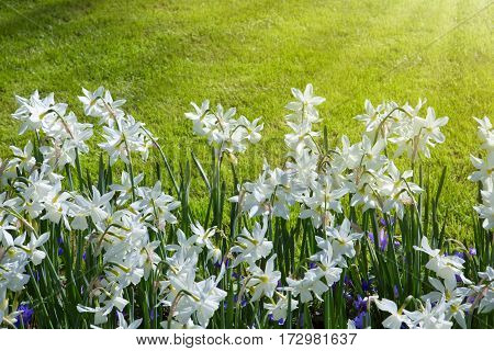 White Daffodils in the garden. Outdoor shot of daffodils in a nicely full flowerbed in spring.
