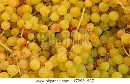 Verneuil sur Seine; France - october 16 2016 : stall of grape at the market in automn