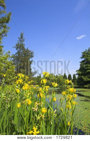 weiten Blick Blumen