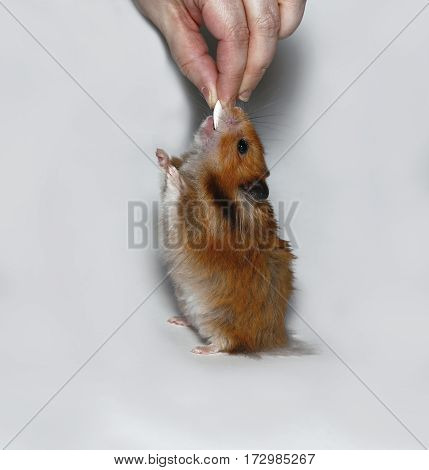 Happy brown hamster with pumpkin seed screwed up his eyes from pleasure