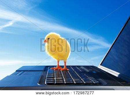 Beautiful newborn little chicken and laptop outdoor