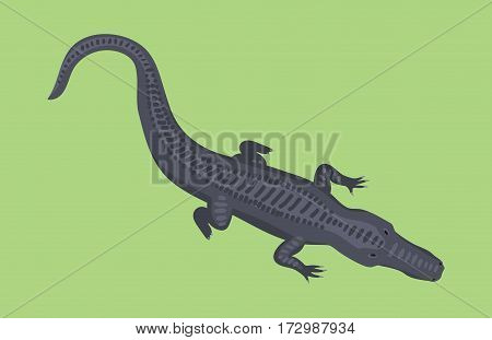 Cartoon green crocodile danger predator and australian wildlife river reptile carnivore alligator with scales teeth flat vector illustration. Tropical africa safari zoo character crocodylus.