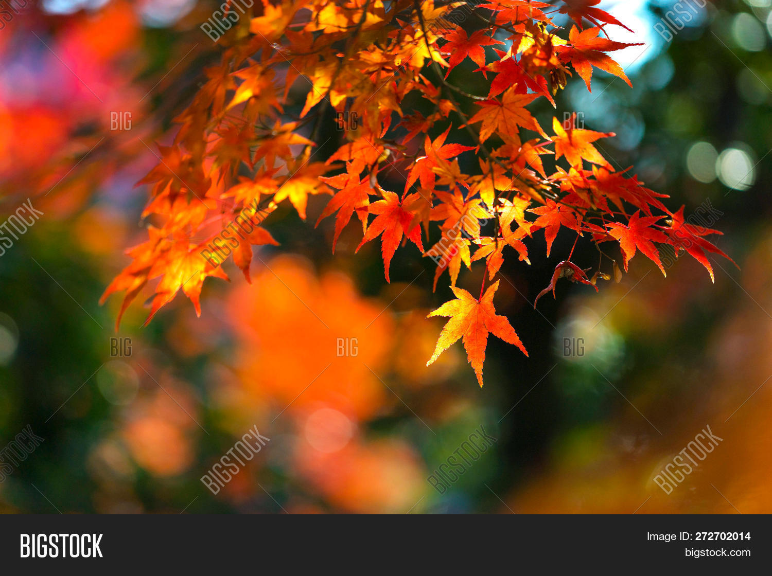 Autumn Leaves Japan Image Photo Free Trial Bigstock