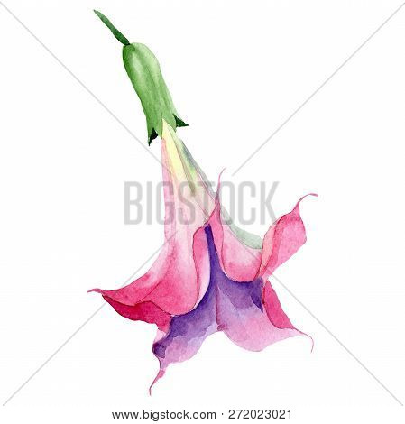 Brugmansia Or Angels Trumpets Flower. Isolated Pink Brugmansia Illustration Element. Watercolor Illu