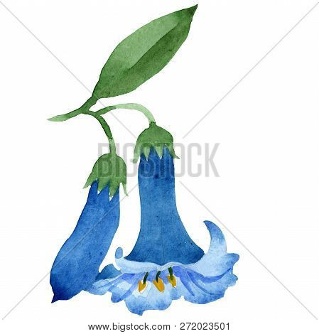 Brugmansia Or Angels Trumpets Flower. Isolated Blue Brugmansia Illustration Element. Watercolor Illu