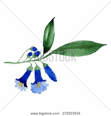 Brugmansia Or Angels Trumpets Flower. Isolated Blue Brugmansia Illustration Element. Watercolor Illu