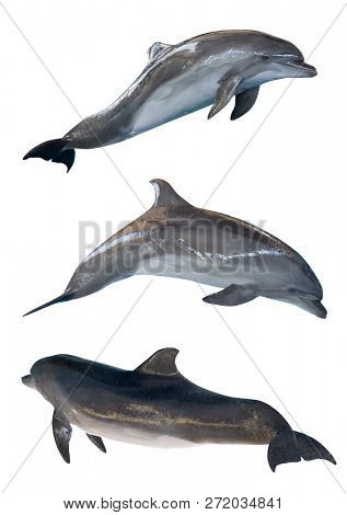 grey doplhins isolated on white background