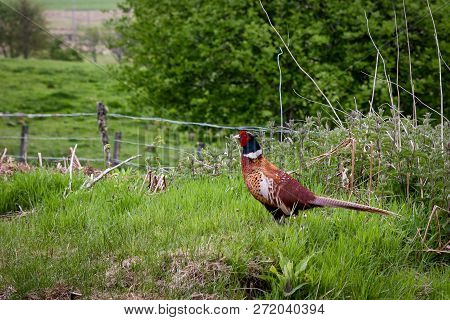 Bird Ring-necked Pheasant In Meadow At Scotland