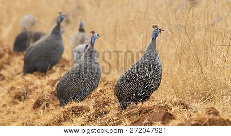Flock Of Helmeted Guinea Fowl Walking Along A Road In The Late Afternoon Sun