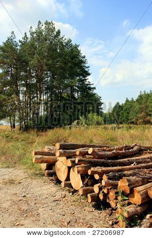 halom firewoods erdei tisztáson a