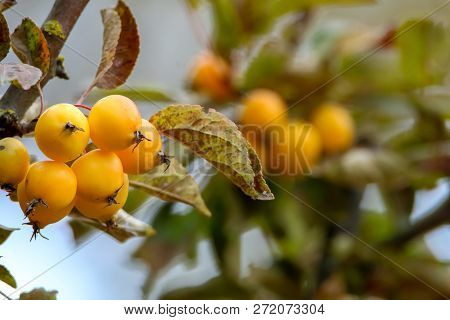 Small Paradise Apples Among The Leaves On A Tree Branch. Yellow Apples On Tree Branch. Paradise Appl