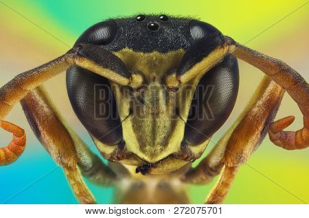 Extreme Macro Portrait Of A Wasp Taken With Two Lenses As One Lens, Stacked From Many Shots Into One