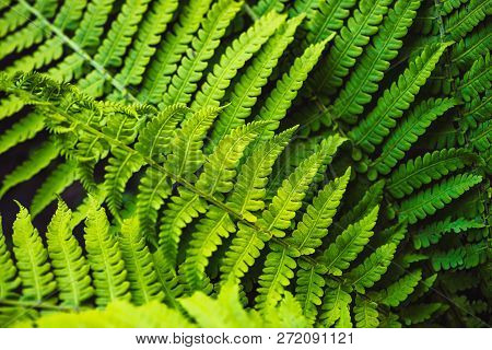 Large Green Leaves Of Fern Close-up. Detailed Background Of Big Foliage With Copy Space. Textured Le