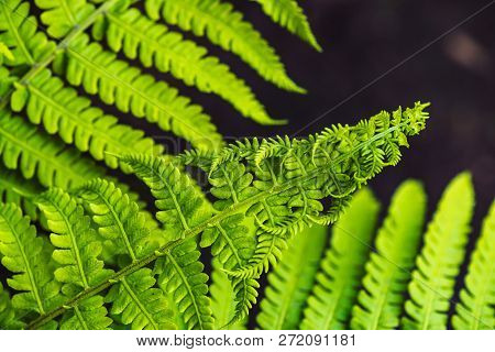 Large Green Leaves Of Fern Close-up. Detailed Background Of Big Foliage With Copy Space. Textured Le