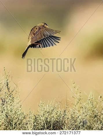 A Beautiful Bird With Big Wings Wants To Sit On Tall Grass