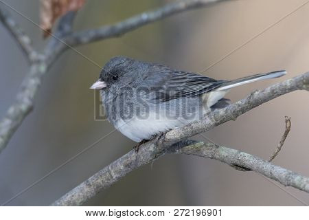 Dark-eyed Junco (junco Hyemalis) Perched On A Branch In Late Autumn - Ontario, Canada