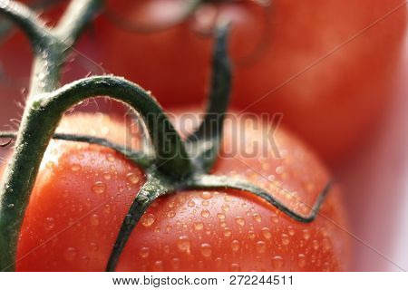 Juicy Wet Ripe Tomatoes On A Green Graceful Branch Are Lit By The Bright Sun In Macro Mode